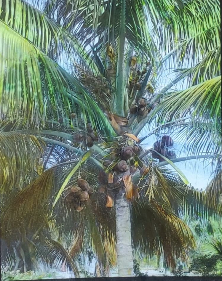 1926, Coconut Palm With Fruit, Miami, Florida, Magic Lantern Glass Slide