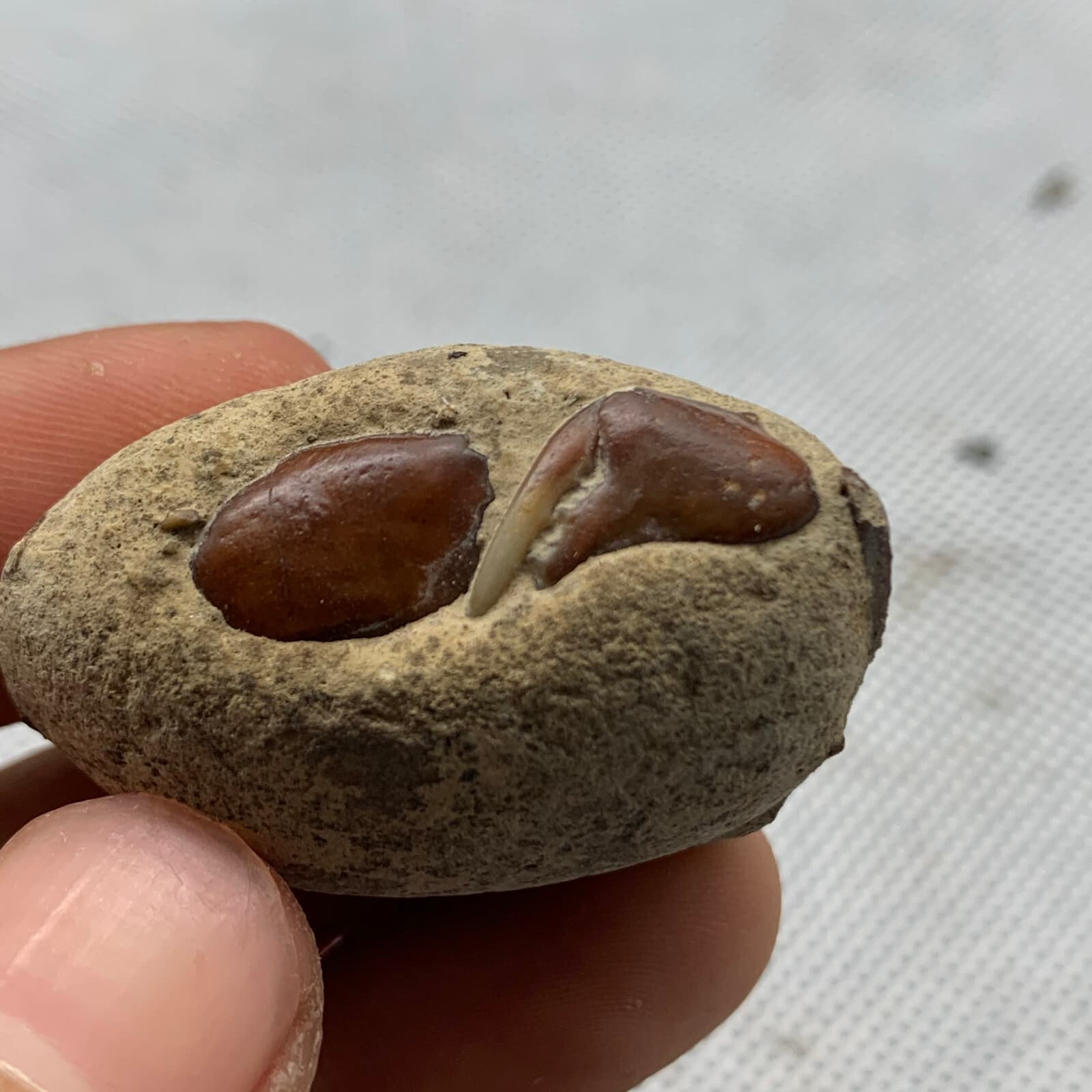 Jurassic Period Perfect Crab Fossil Dinosaur Age