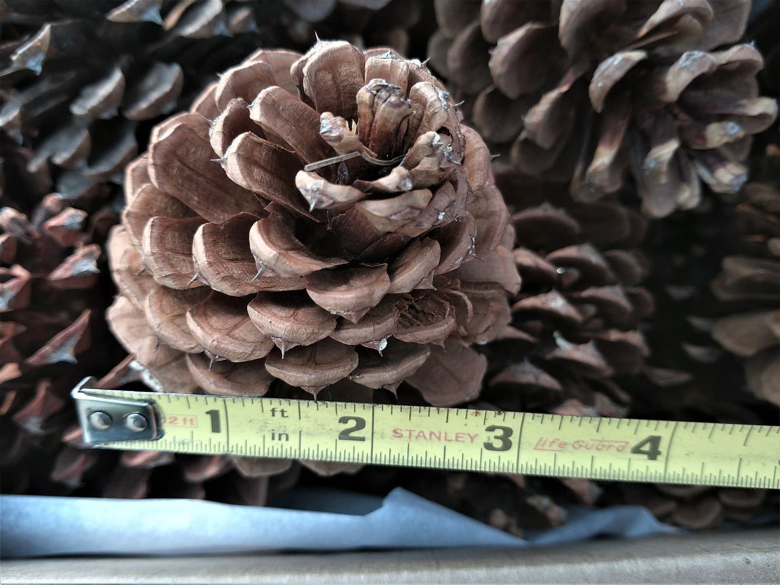 20 Ponderosa Pinecones from the Pacific Northwest - Conifer Cones 4 to 6 Inches 6