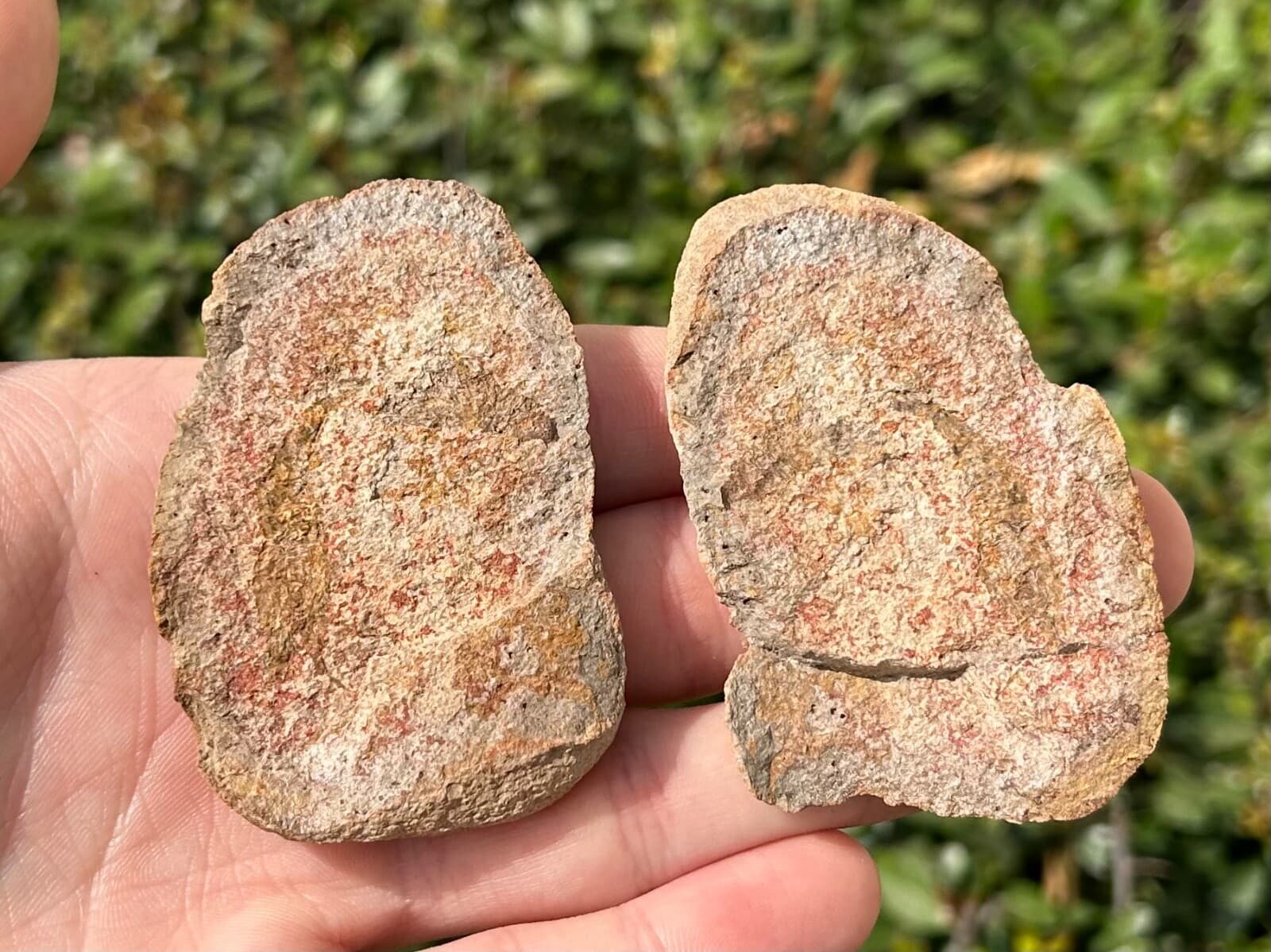 Madagascar Fossil Shrimp Pair Crustacean Triassic Age Rare 2