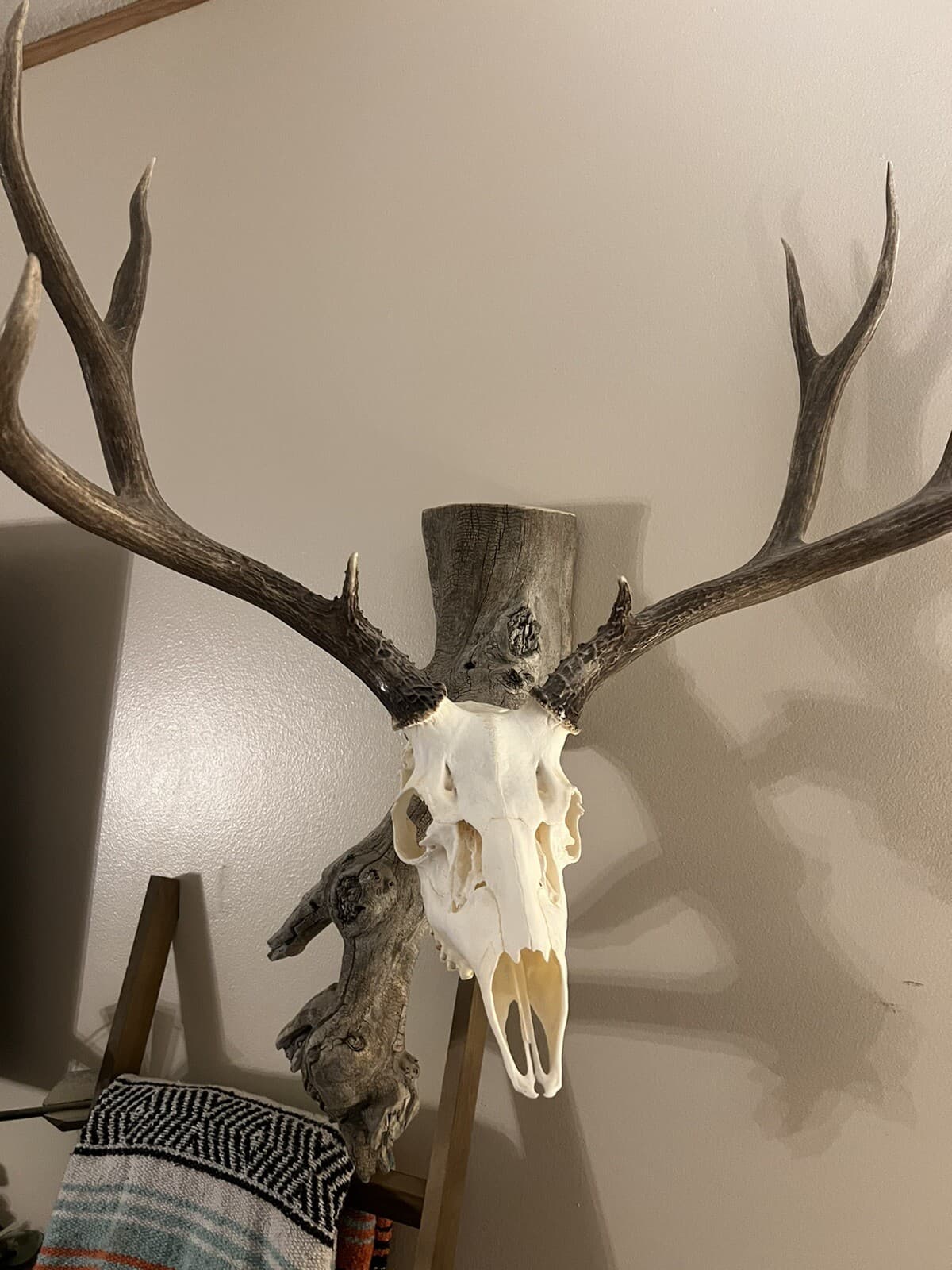 Dermestid beetles 750+ Adults , Larvae, eggs. 4