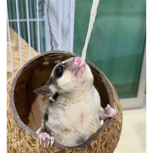 Omega Yums Fish Stick Treat for Sugar Gliders Hamsters Squirrels Rats and More! 4