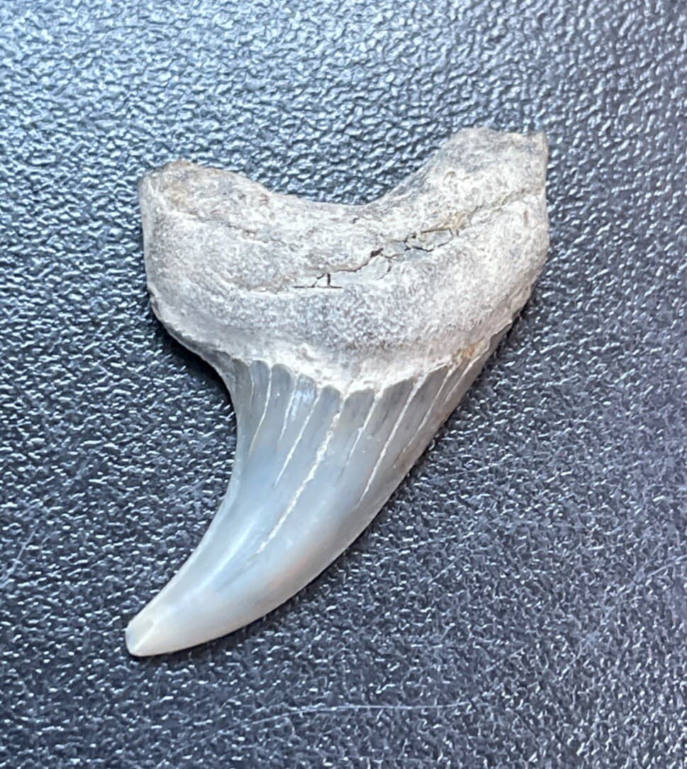 Fossilized Parotodus benedeni Shark  Tooth