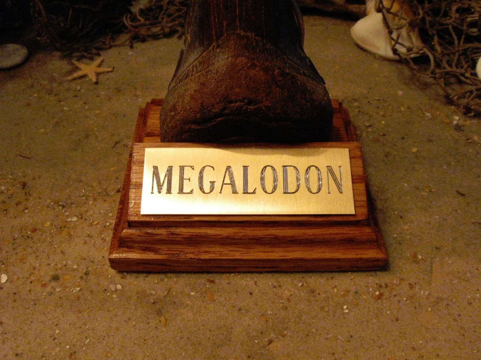 MEGALODON SHARK TOOTH 4" FOSSIL DISPLAY STAND ENGRAVED PLAQUE Tooth Not Included 3
