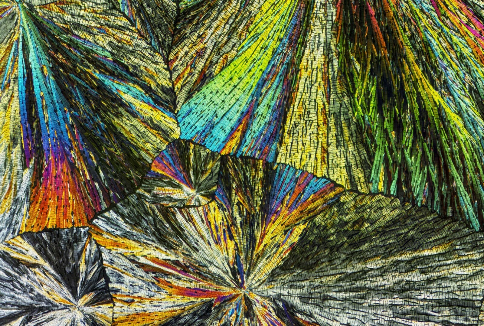 Microscope slide for polarization,  PREGNENOLONE 4