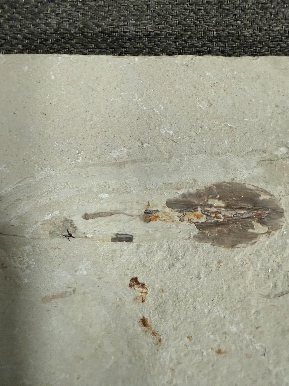 Lebanon Marine Fossil, Rare Squid with visible ink sac . 100 Million Years. 3