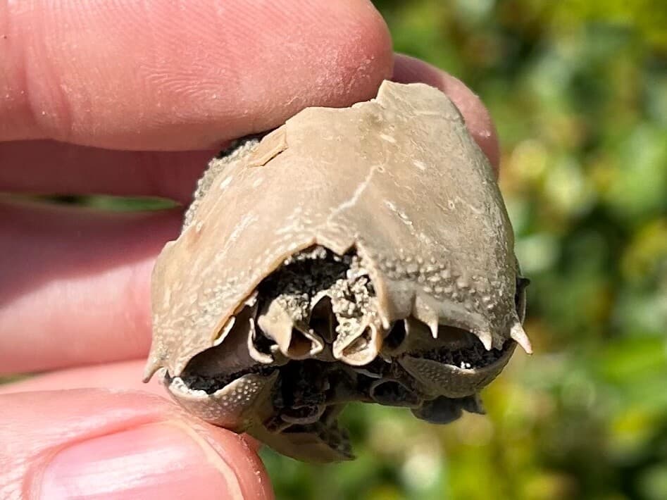 Fossil Crab Ranilia muriceta Florida Pliocene Crustacean Intracoastal Formation 4