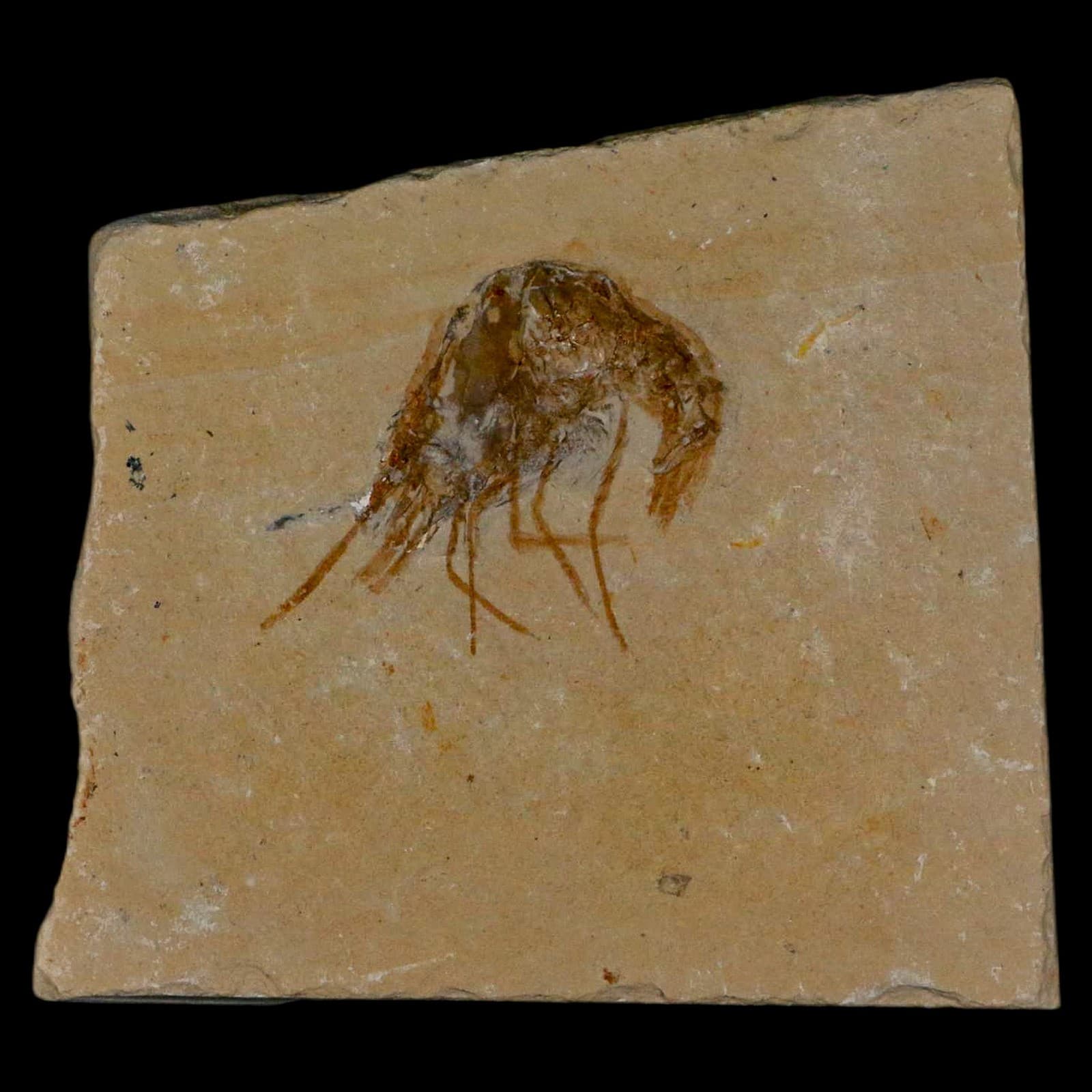 1.4" Fossil Shrimp Carpopenaeus Cretaceous Age 100 Mil Yrs Old Lebanon COA 2