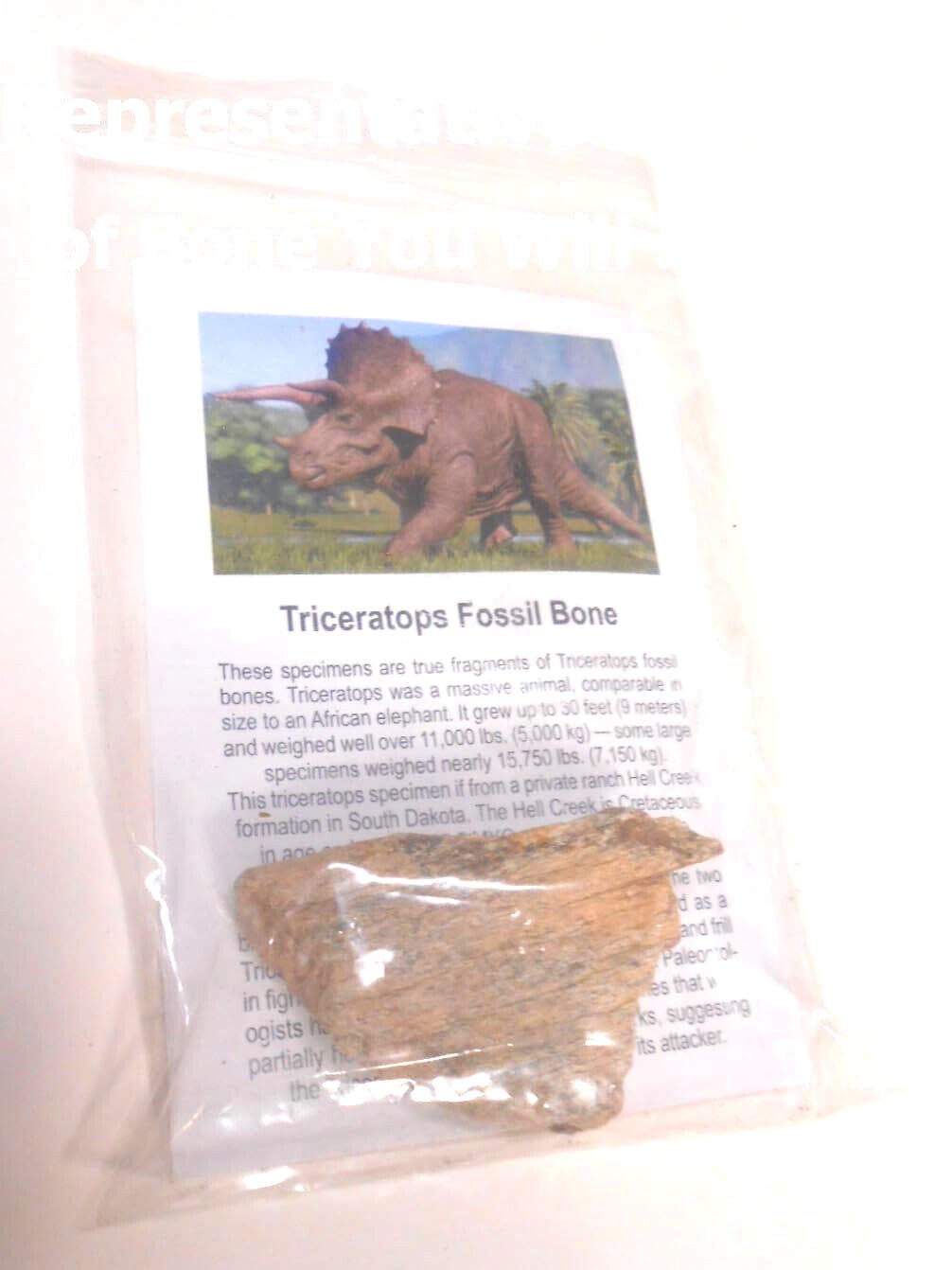 5  Authentic Triceratops Dinosaur Bone Fossil- Paleocene Era Jordan Montana USA 2