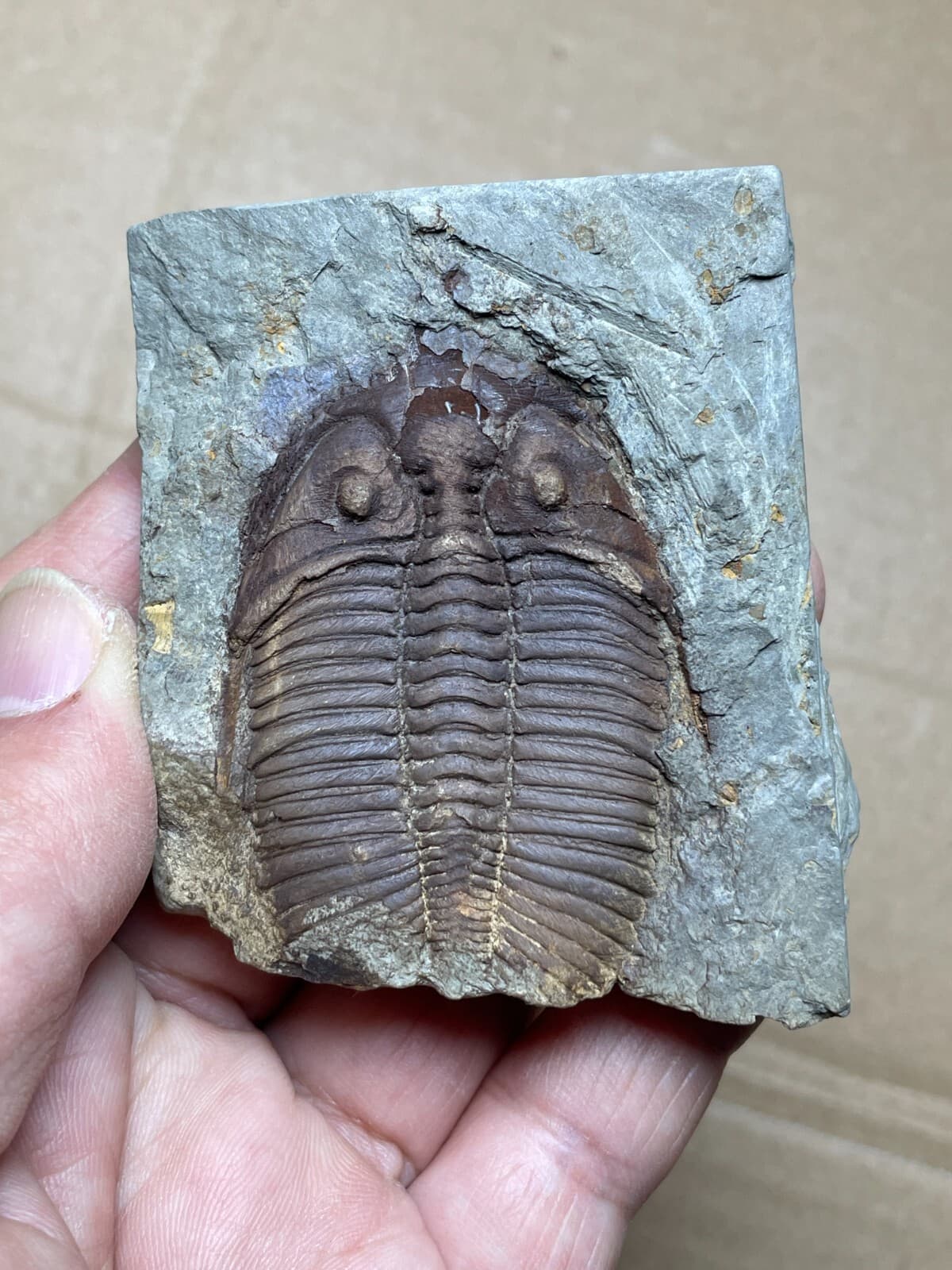 100g natural Silurian period Coronocephalus Trilobite specimen stone 4