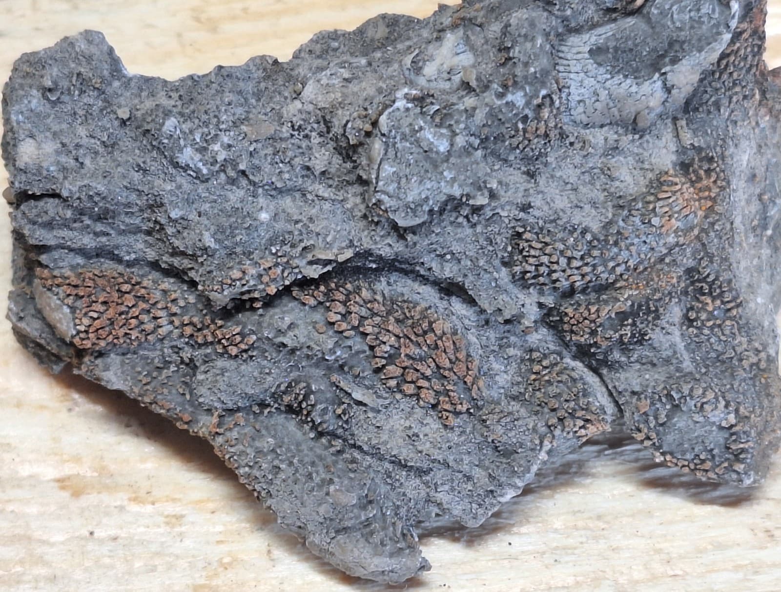 Incredible Detail Fossil Favosite Coral In Limestone Devonian Period Michigan 3