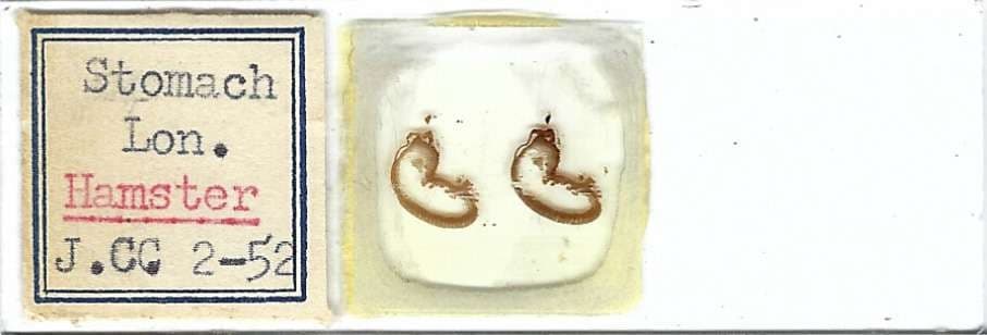 Hamster Stomach Microscope Slide