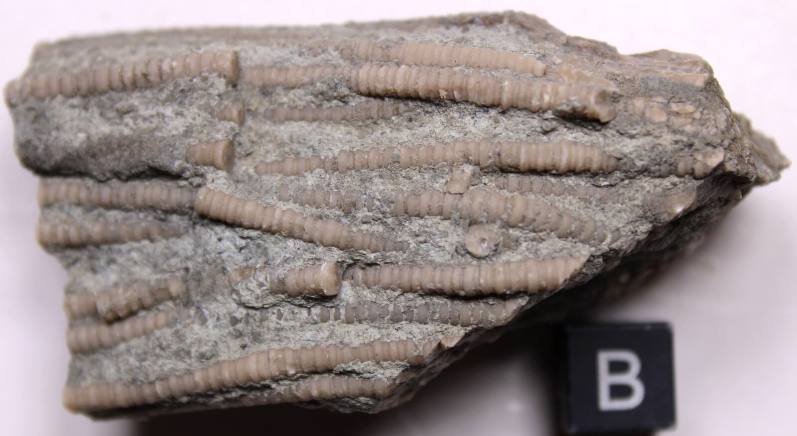 Ectenocrinus Crinoid Stem Log Jam Ordovician Fossils Kope Formation Kentucky 4