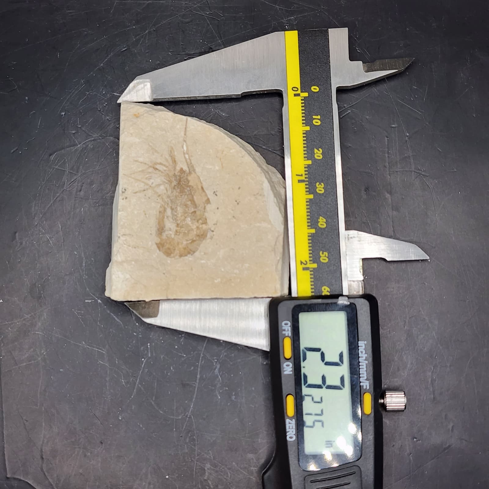 Well-Preserved Shrimp Fossil 3