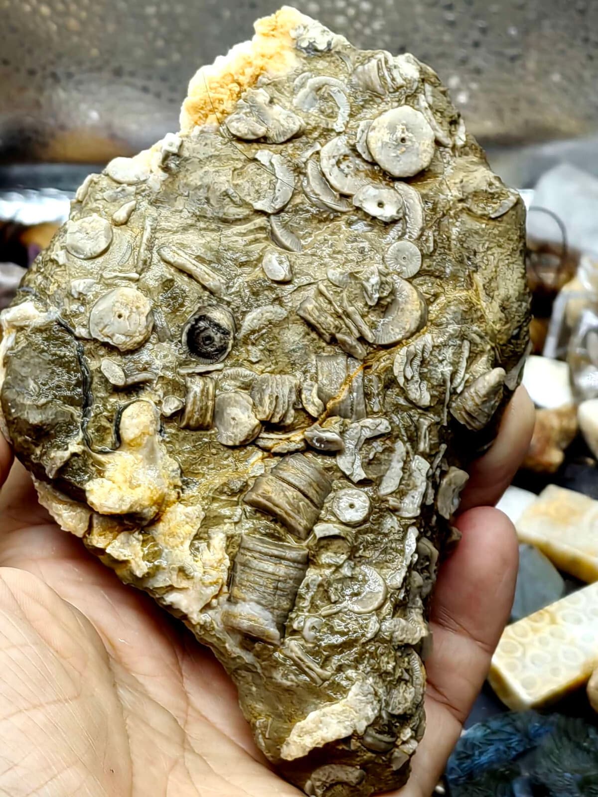 Natural Devonian prehistoric Jurassic biota crinoids Fossils