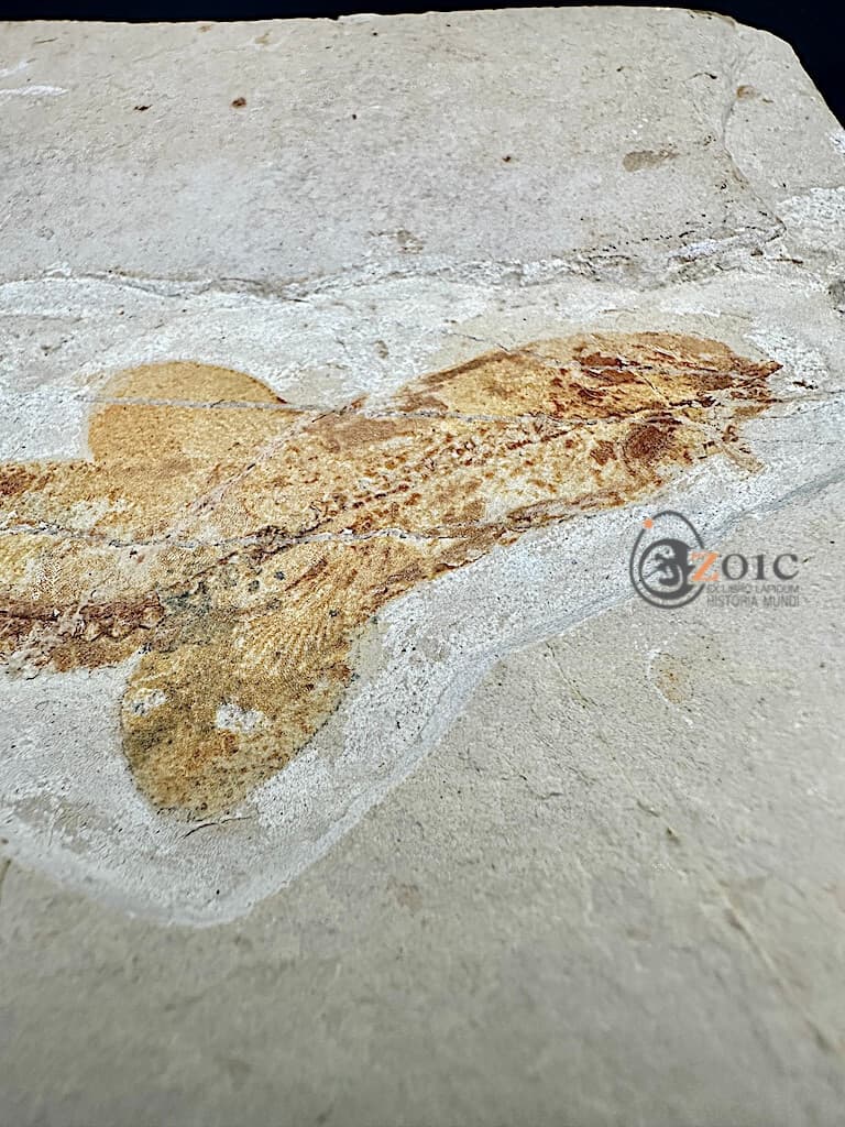 Rare fossil shark Pararhinchodon lehmani - Lebanon - original specimen 2