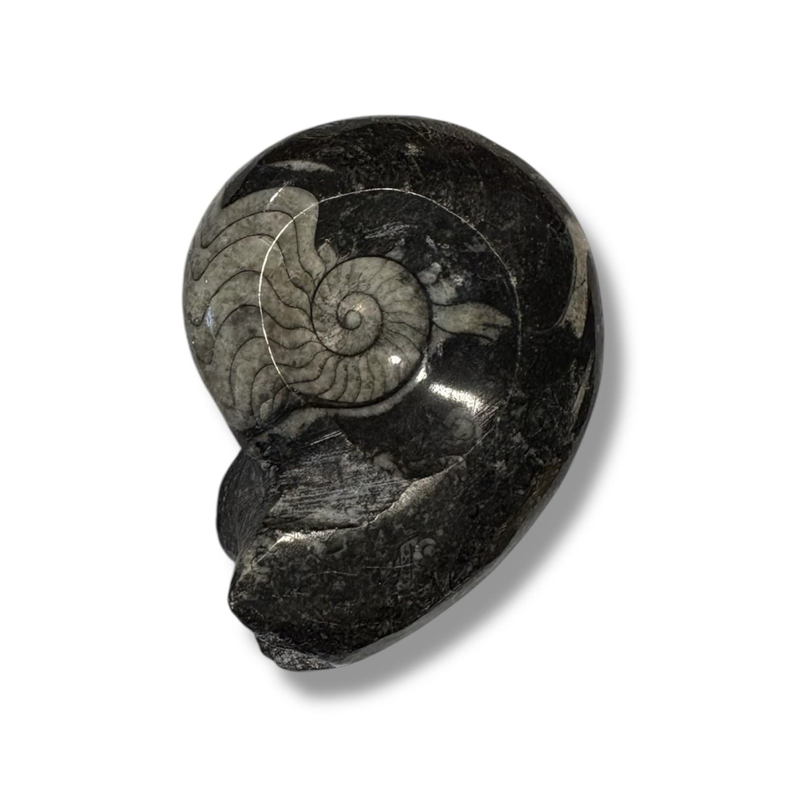 Large Orthoceras and Ammonite Fossil Display and Ammorite Fossil Piece 3