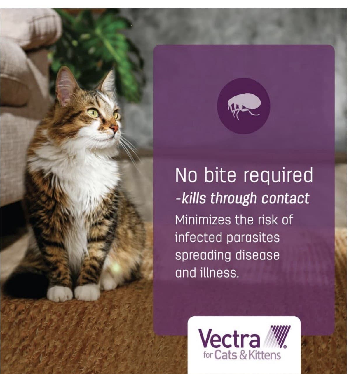 Vectra For Cats And Kittens Flea Treatment And Prevention For Small Cats 2-9 Lbs 6