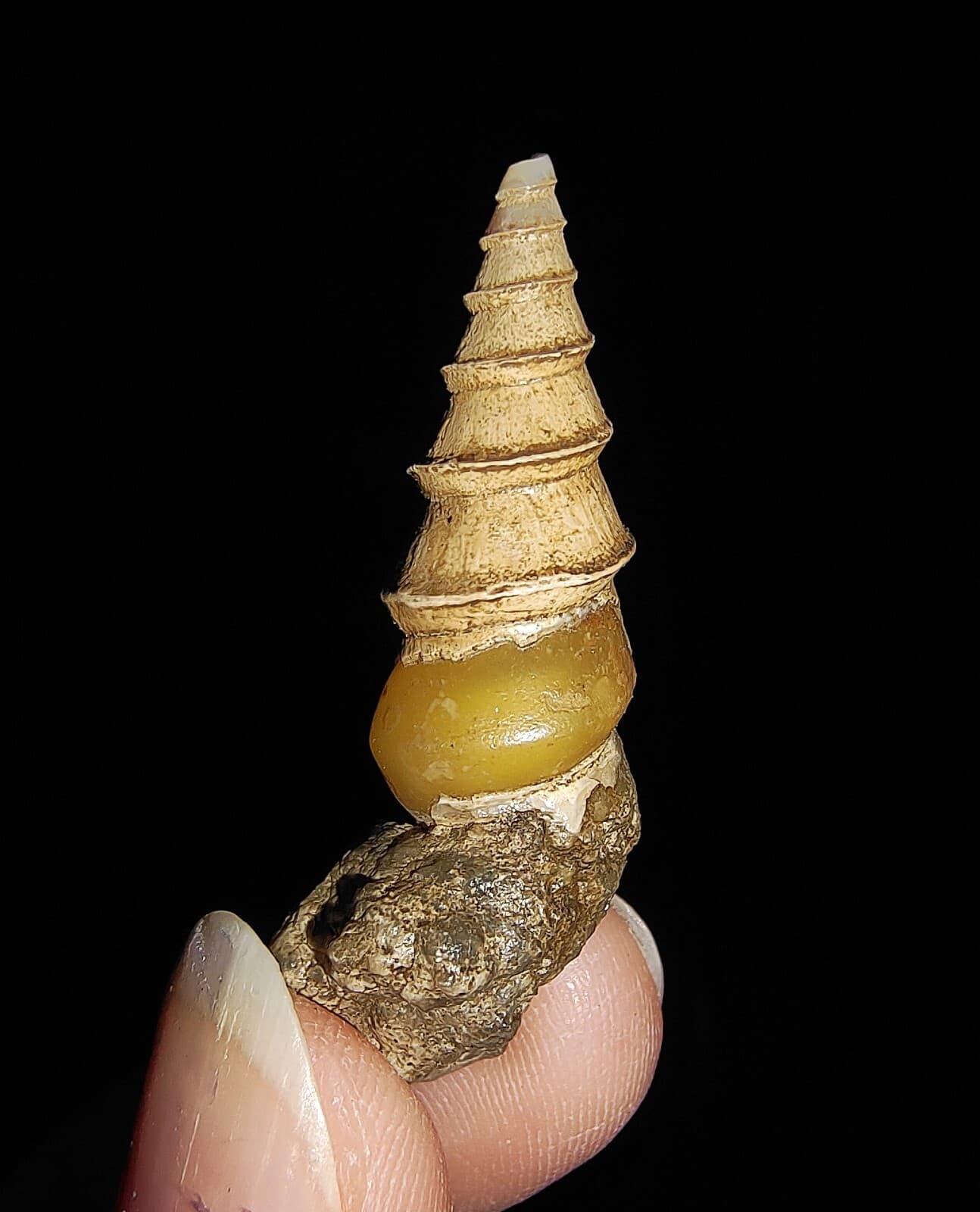 SEA SHELL FOSSIL, GASTROPODA, THIARIDAE, FROM JAVA, INDONESIA, 35MM