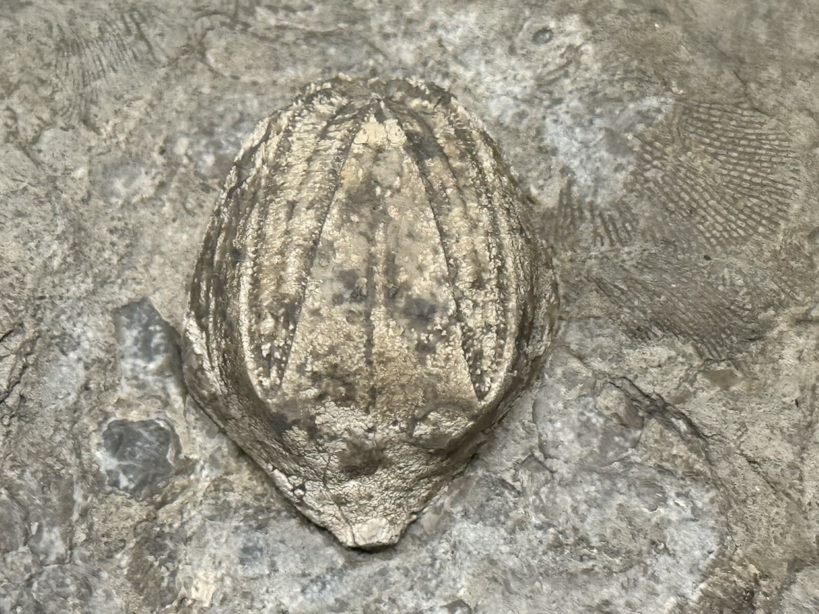 Blastoid-Killer Prepared Monster Pentremites From Indiana-Fossils, Trilobite 2