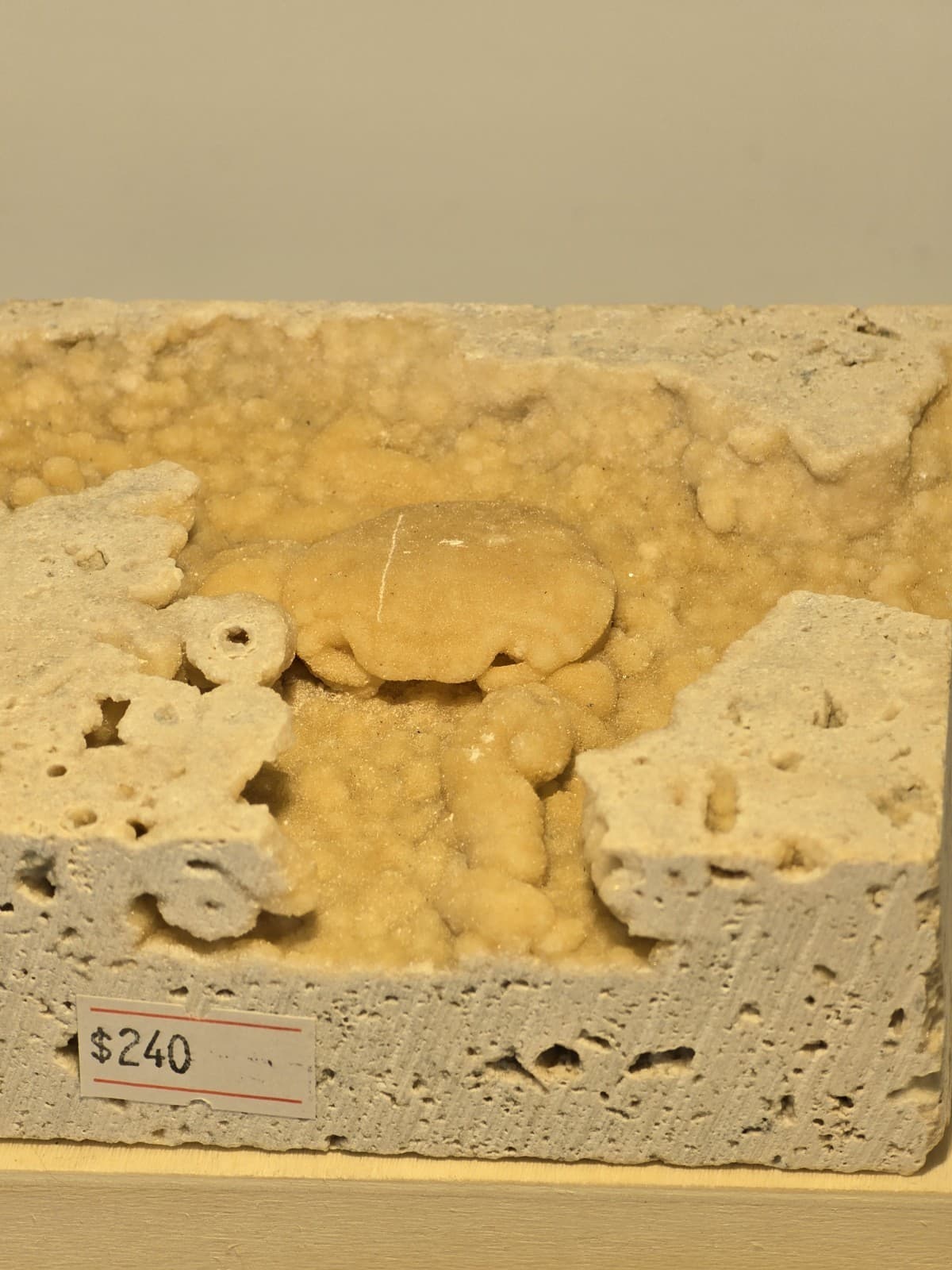 Travertine crab fossil