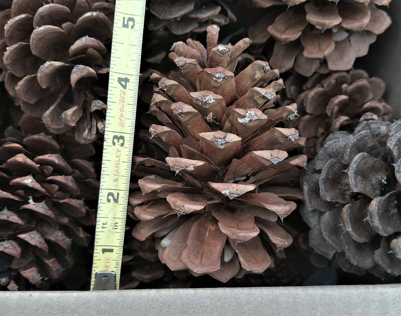 20 Ponderosa Pinecones from the Pacific Northwest - Conifer Cones 4 to 6 Inches 5