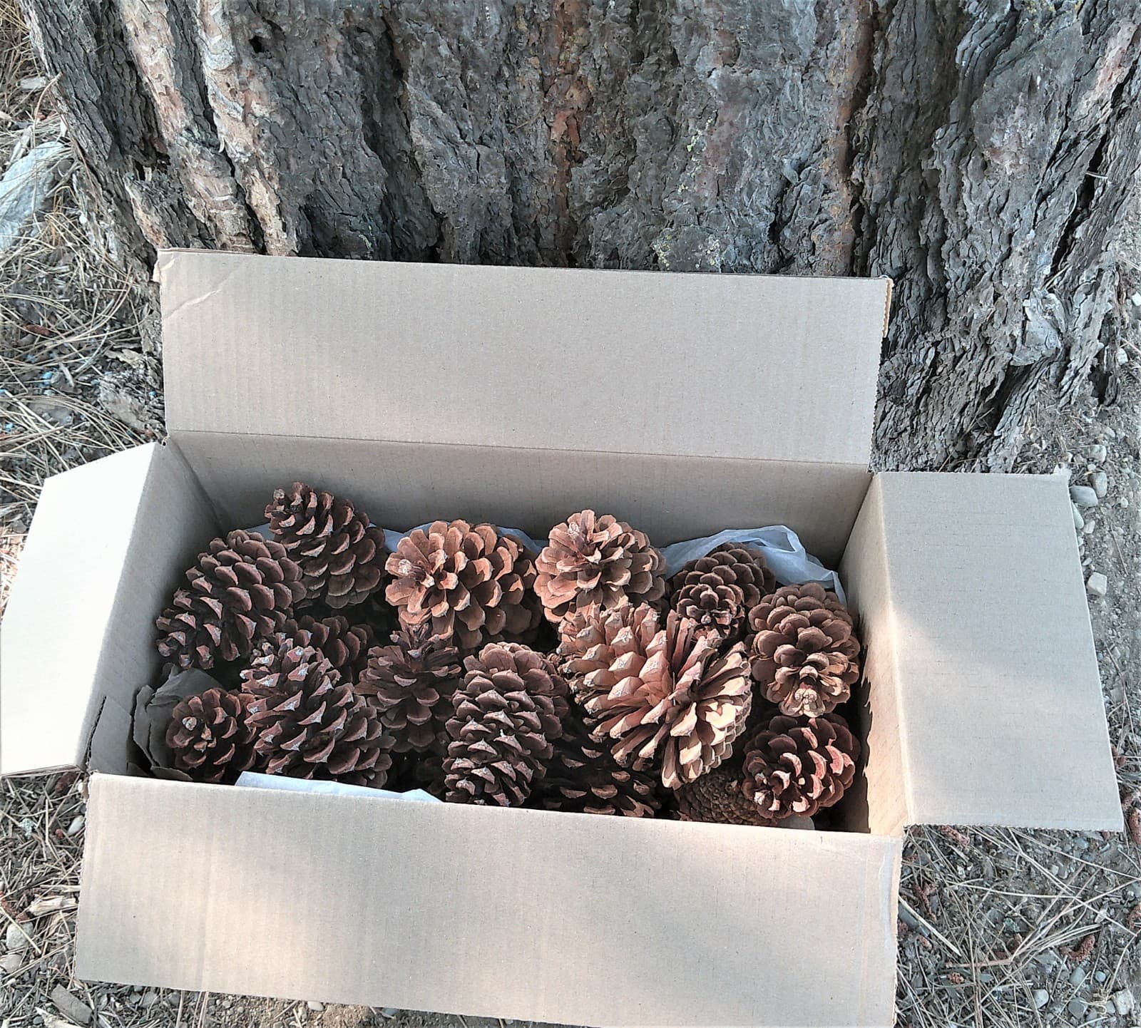 20 Ponderosa Pinecones from the Pacific Northwest - Conifer Cones 4 to 6 Inches