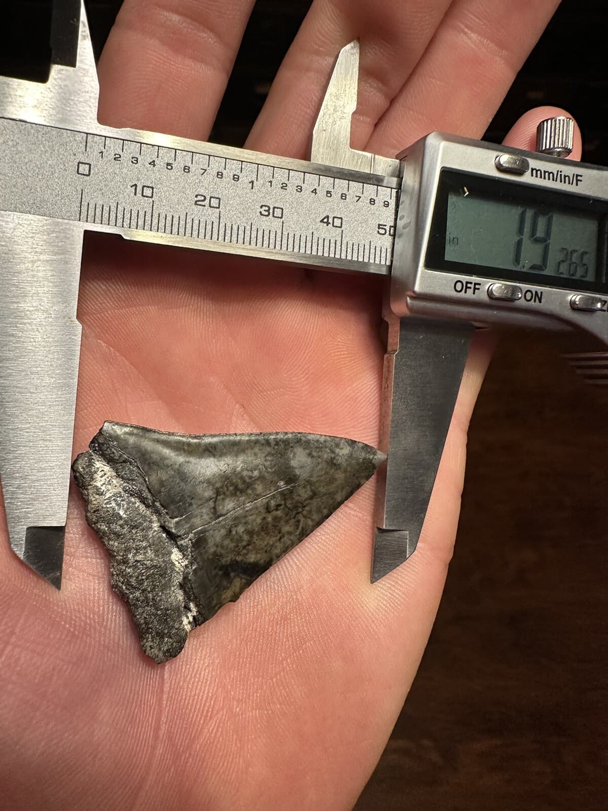 EVOCATIVE 1.9” MAKO  Shark Tooth REAL FOSSIL NATURAL HASTALIS WHITE SHARK SC 5