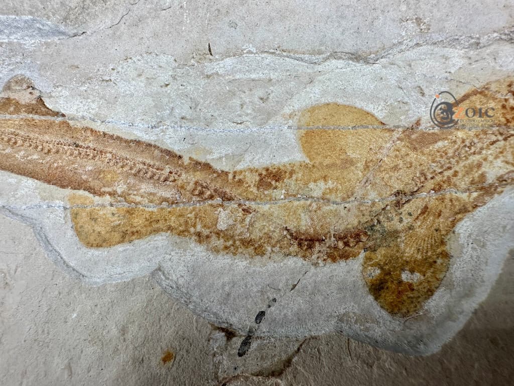 Rare fossil shark Pararhinchodon lehmani - Lebanon - original specimen 4