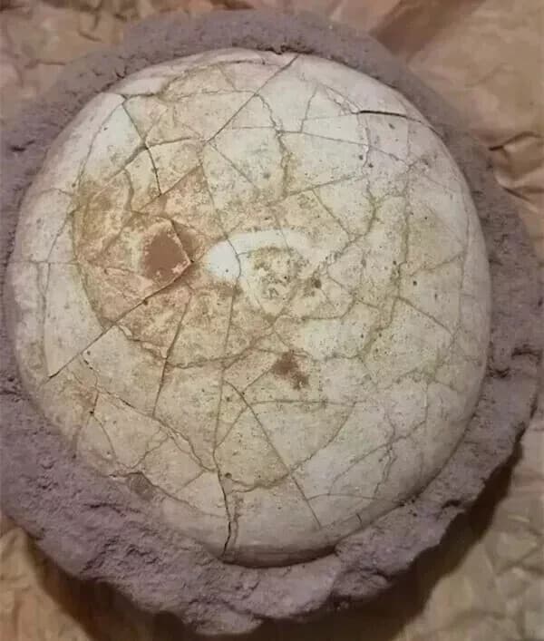 Segnosaur Dinosaur Egg Fossilized Crystallized Fossil Jurassic Cretaceous World 2