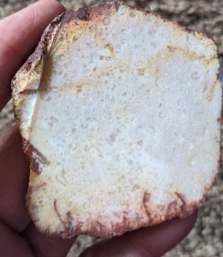 Fossil Crinoids slab 5