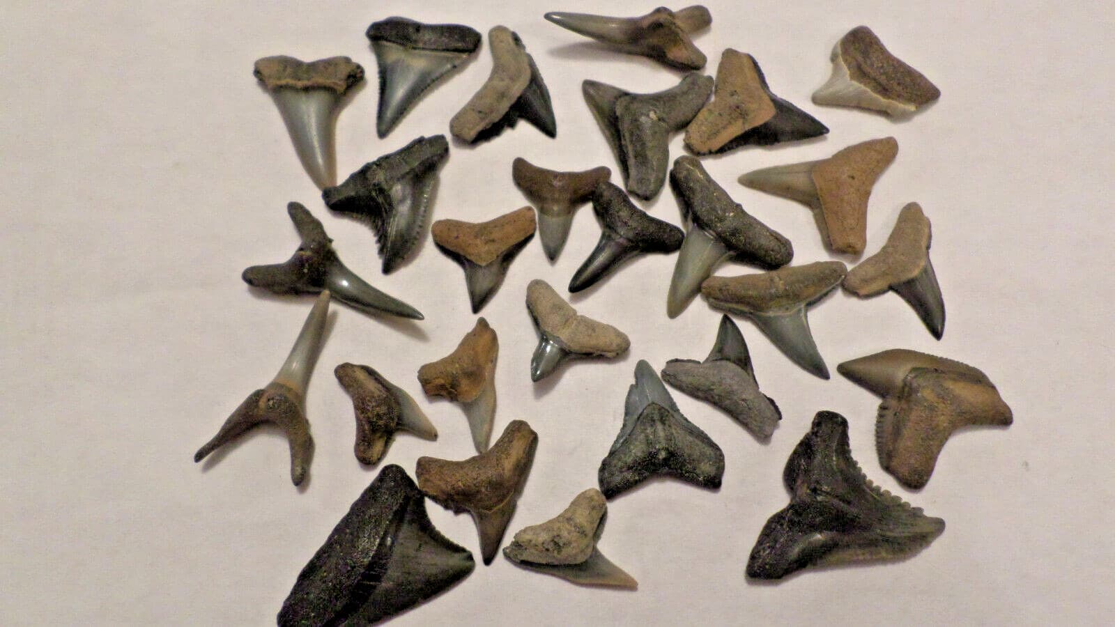 Lot of 25 Grade A Florida Fossil Shark Teeth Tooth Creek and Beach Meg Era