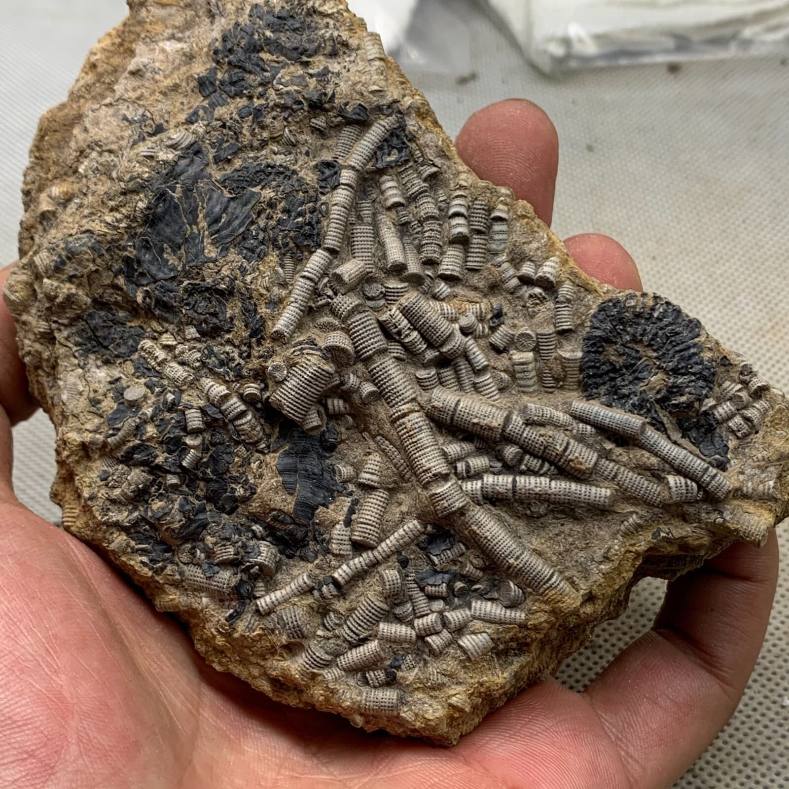 380 grams of fossils of crinoid from the Guanling Biota in Guizhou