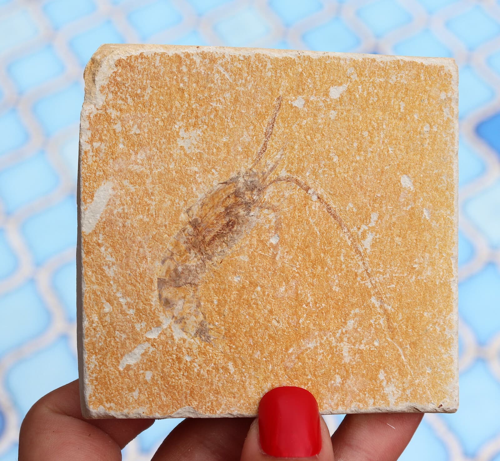 Fossil Shrimp Solnhofen Germany   Jurassic   Well Preserved History  8.2 Cm's 5