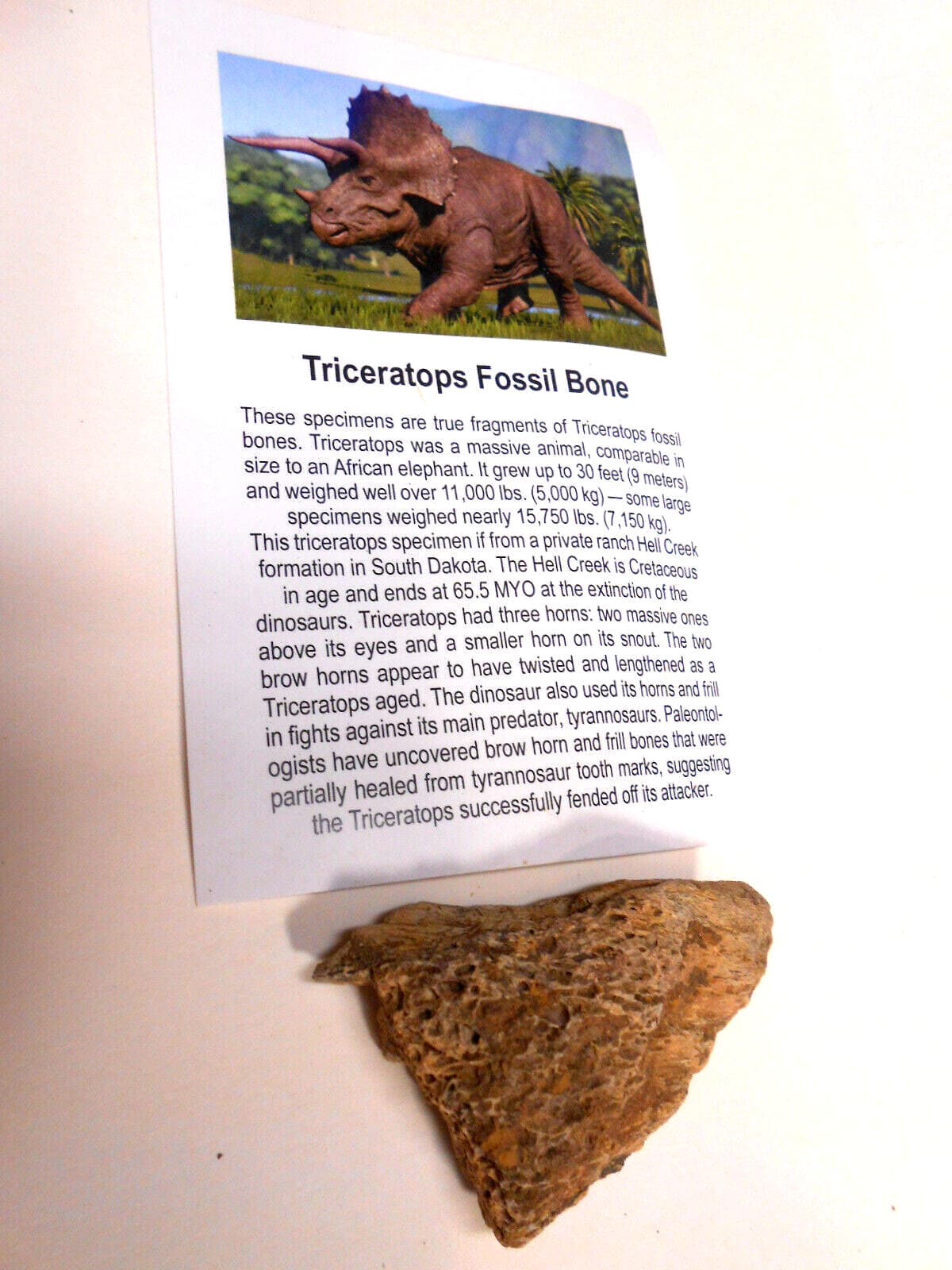 5 Authentic Triceratops Dinosaur Bone Fossil- Paleocene Era Jordan Montana USA