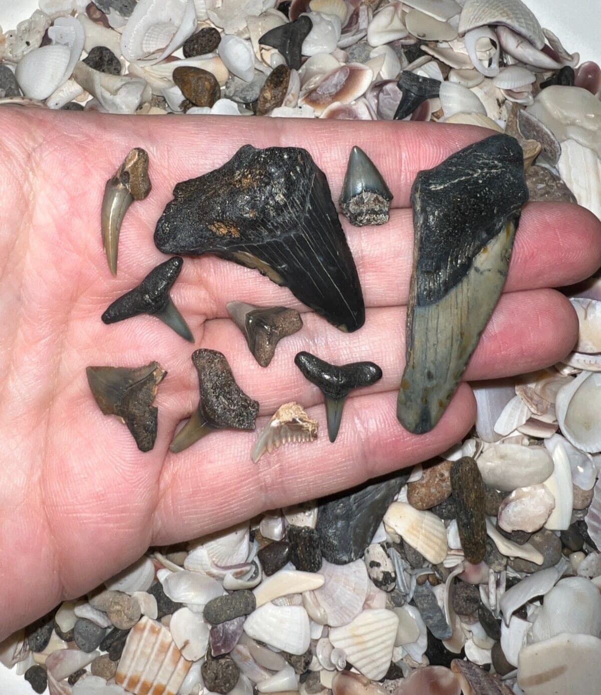 MEGALODON BEACH Shark Tooth Dig Kit with Real Fossil Shark Teeth Lot + ID Sheet!