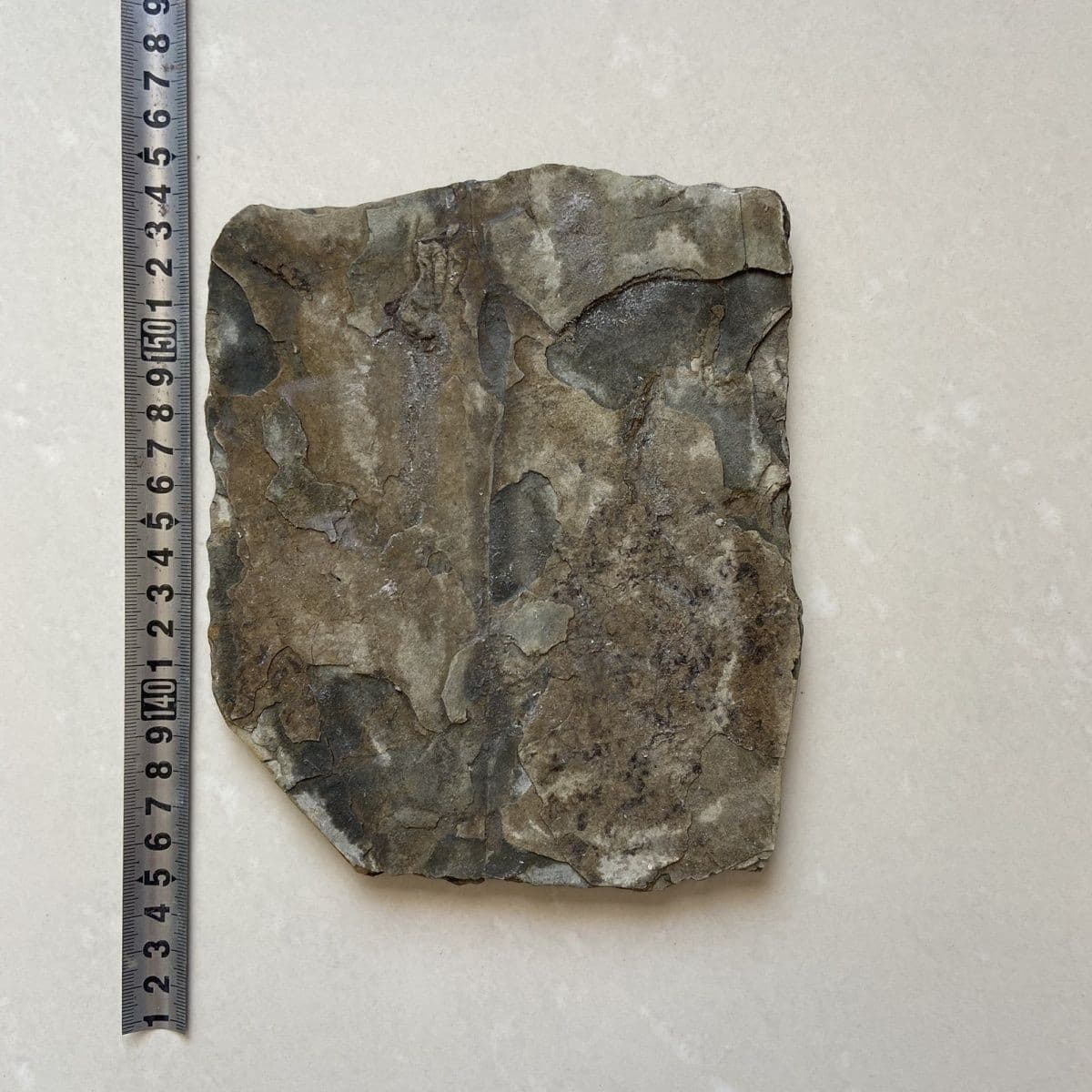 Unique and authentic fossil fossils of ancient organisms A04 3