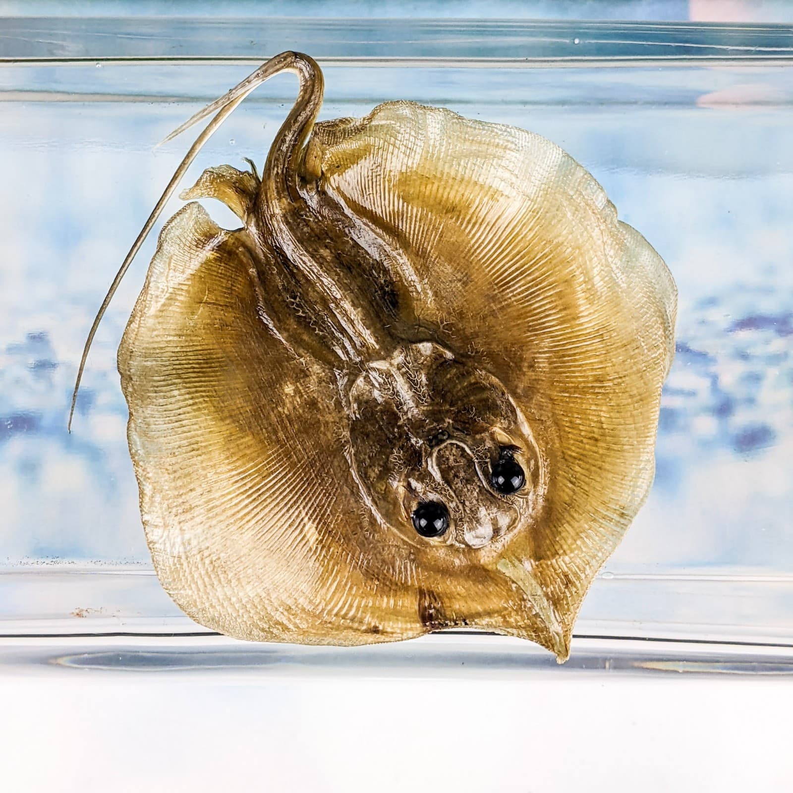 Stingray fish Ray Nautical Taxidermy Oddity Curiosity specimen craft marine