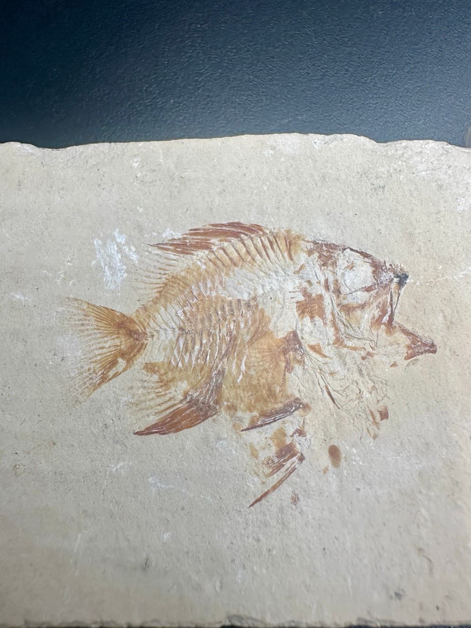 Stichopteryx lewisi fossil fish (A+B) - Late Cretaceous Lebanon - Haquel Sannine 2