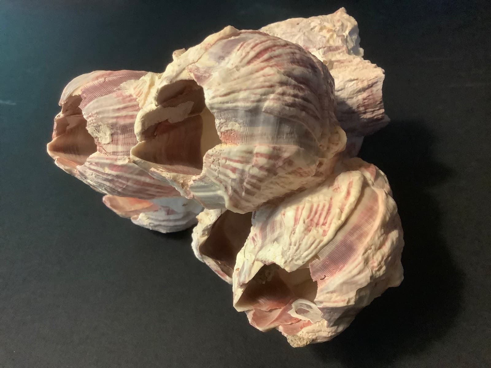 GENUINE NATURAL PURPLE & PINK BARNACLE CLUSTER 5-1/2” X 5-1/2” X 3-3/4”  #2 3