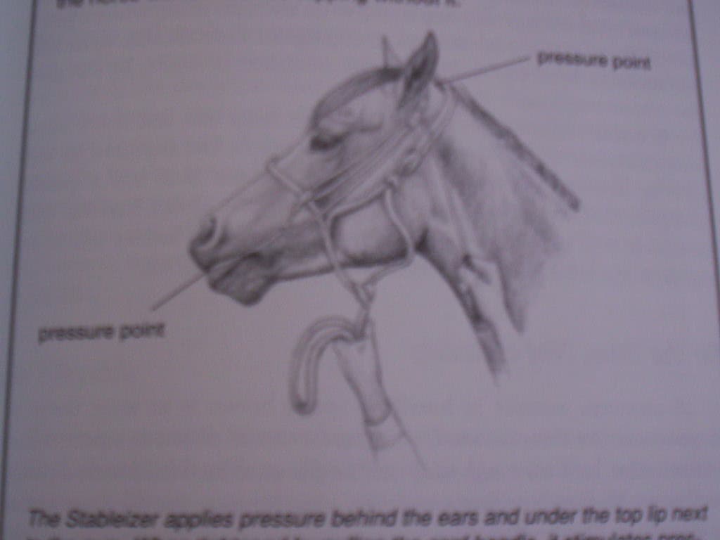 Storey's Guide to Training Horses Ground Work Driving Riding English Western 4