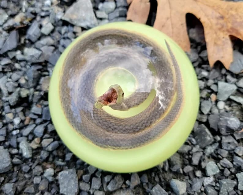 Real snake in resin, glow in the dark, oddities curiosities, Enhydris Plumbea 4