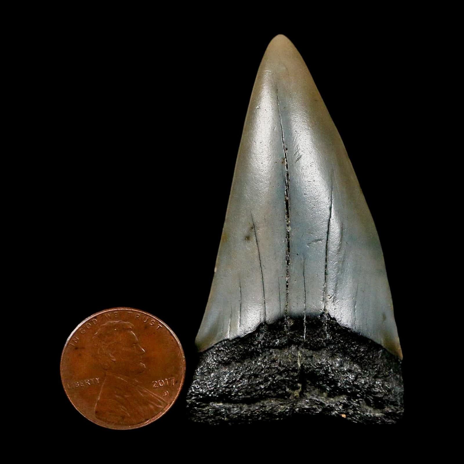 2.3" Quality Hastalis Mako Tooth Serrated Fossil Natural Miocene Age COA 3