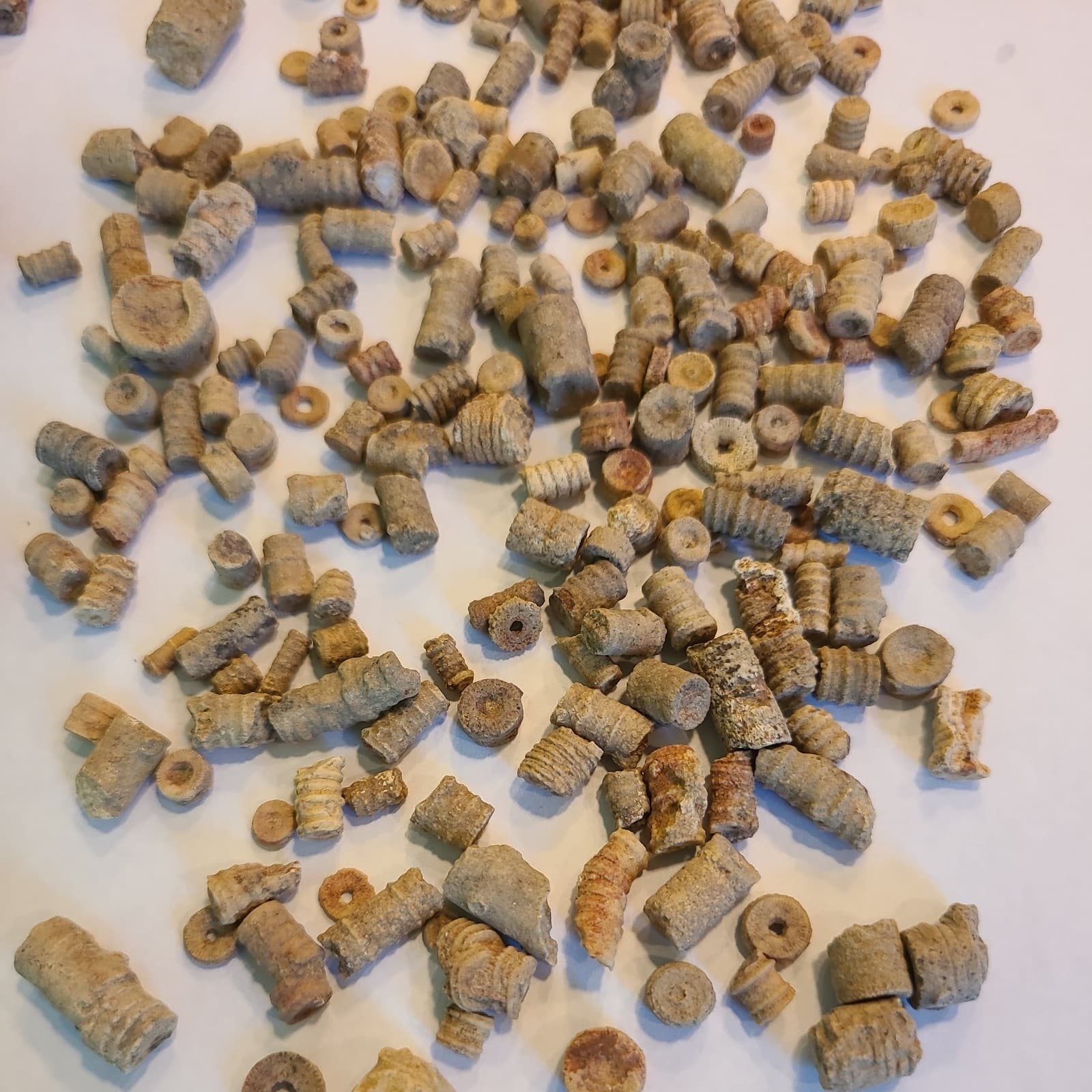 LOT 2 OF 200+ MIDDLE TENNESSEE CRINOID STEM FOSSILS 2