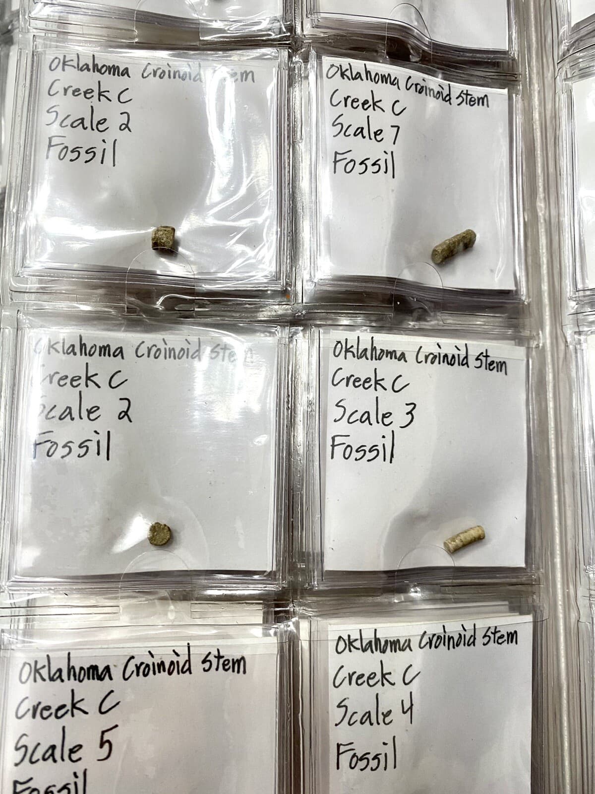 Crinoid Fossil Stem Collection, Oklahoma - Well Organized 3