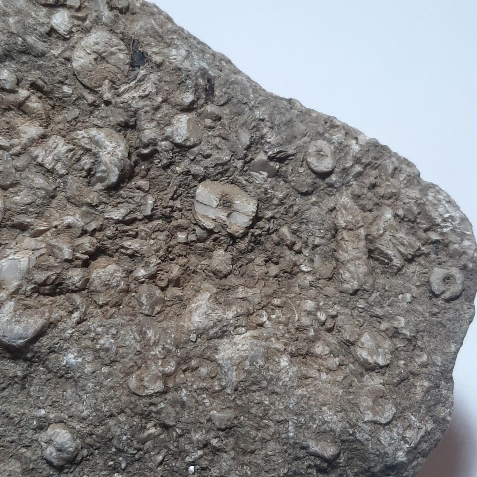 Crinoid Fossils In Matrix 6