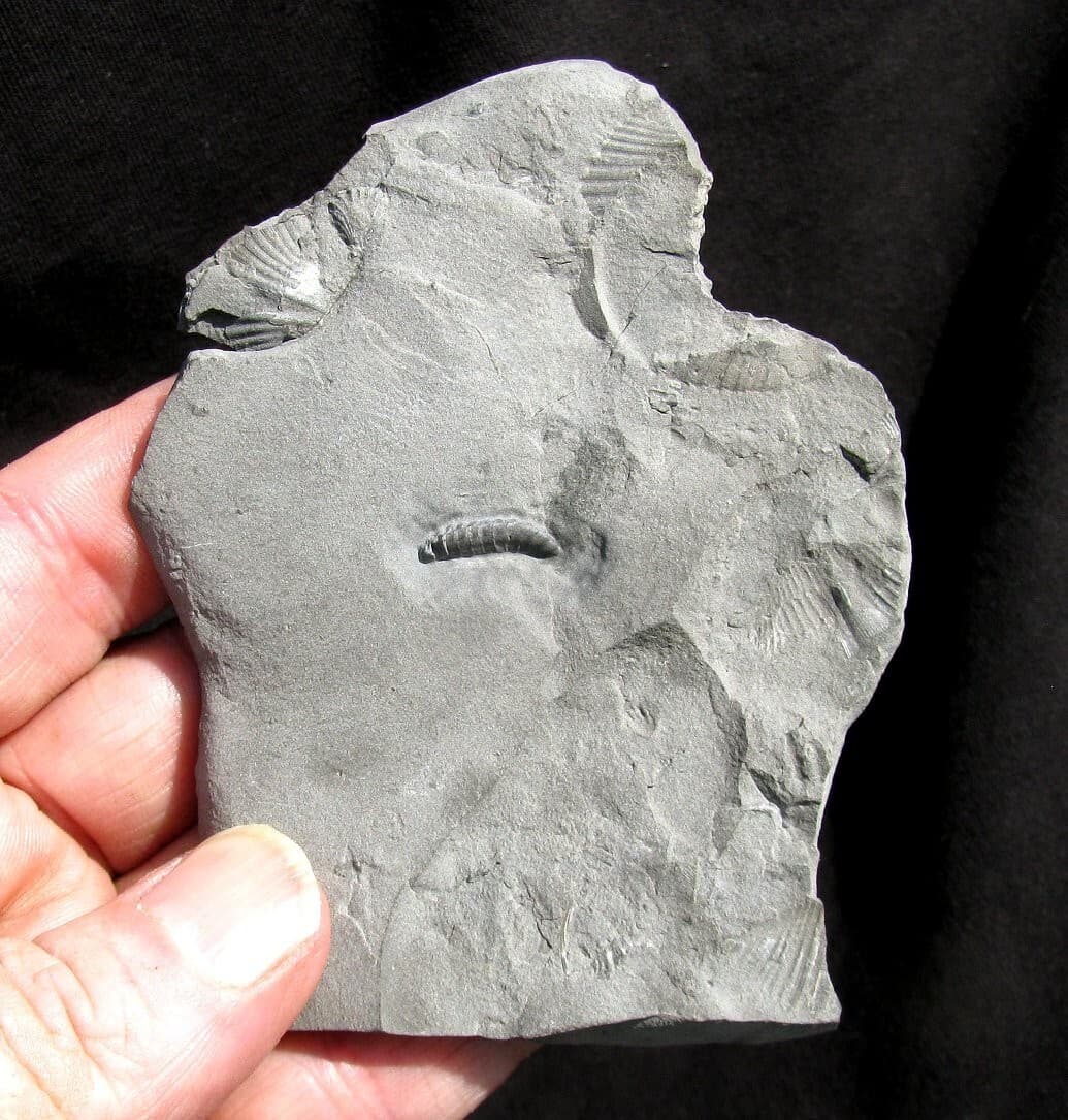 EXTINCTIONS- EXTREMELY RARE DETAILED SILURIAN ARMORED WORM MACARIDIAN- NEW YORK! 2