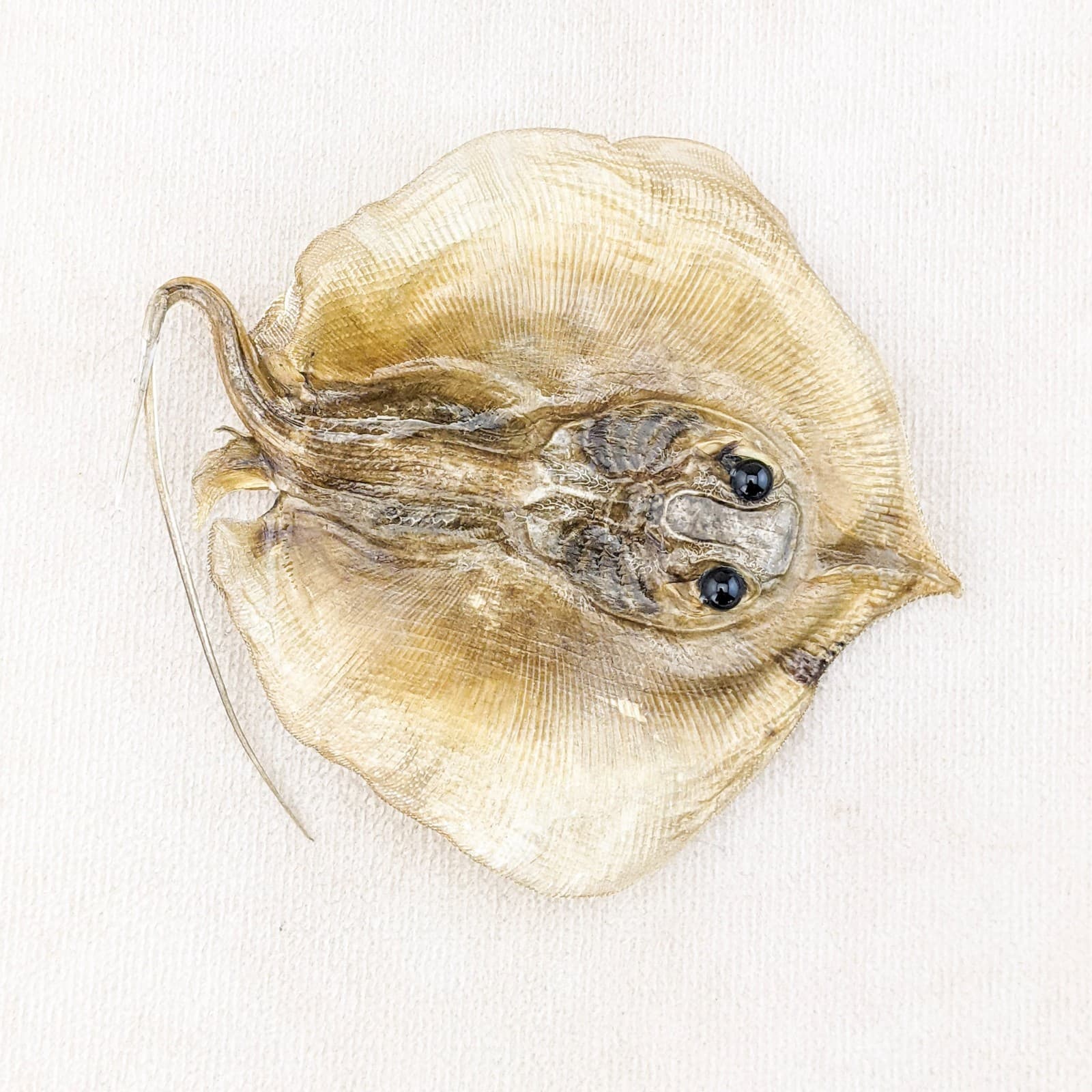 Stingray fish Ray Nautical Taxidermy Oddity Curiosity specimen craft marine 3