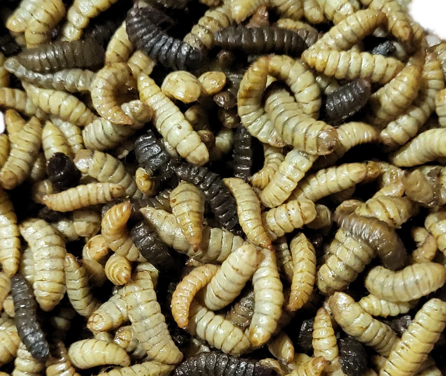 LIVE Black Soldier Fly Larvae (120, 250, 500)