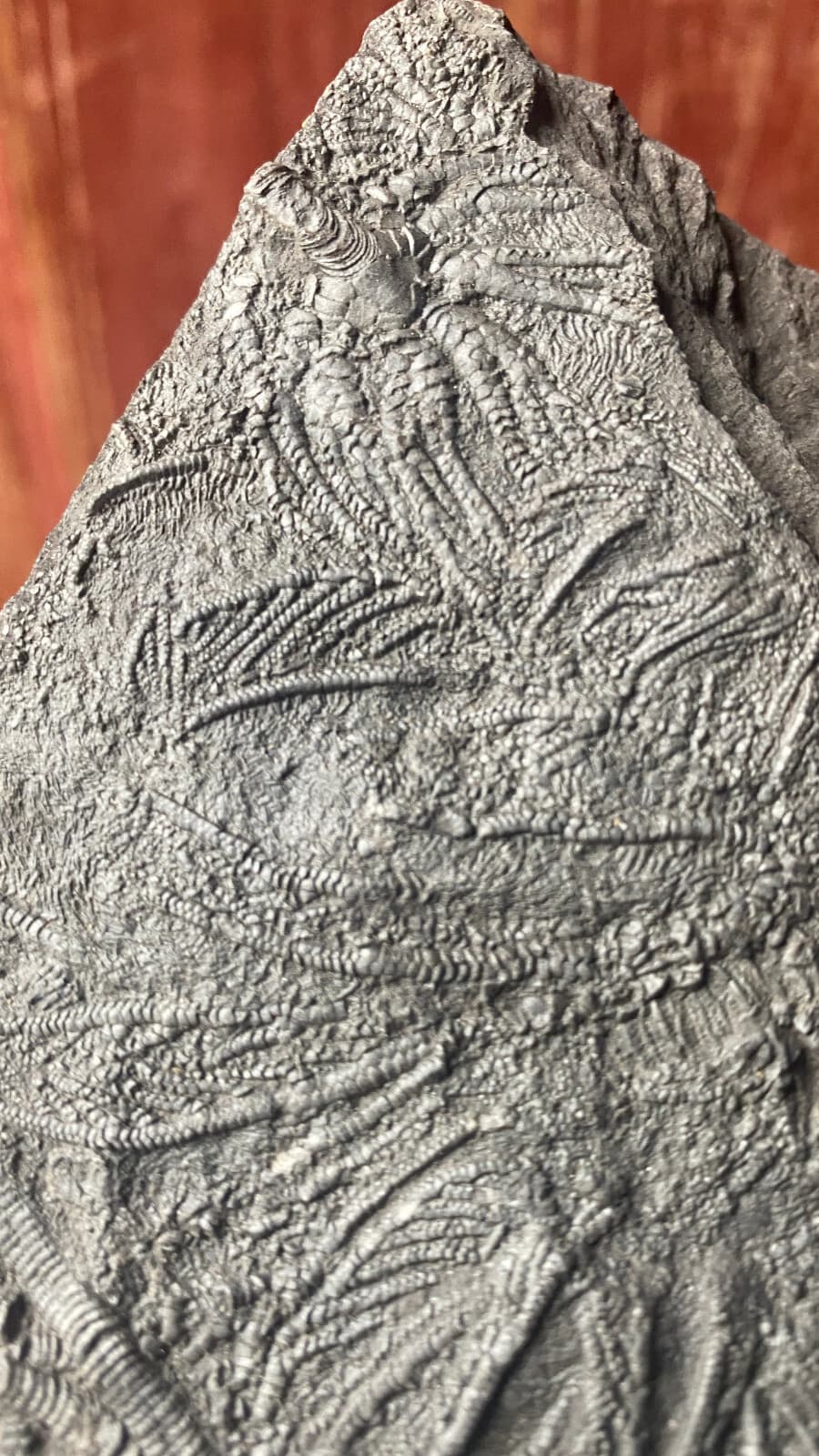 Natural Devonian prehistoric Jurassic biota crinoids Fossils 3